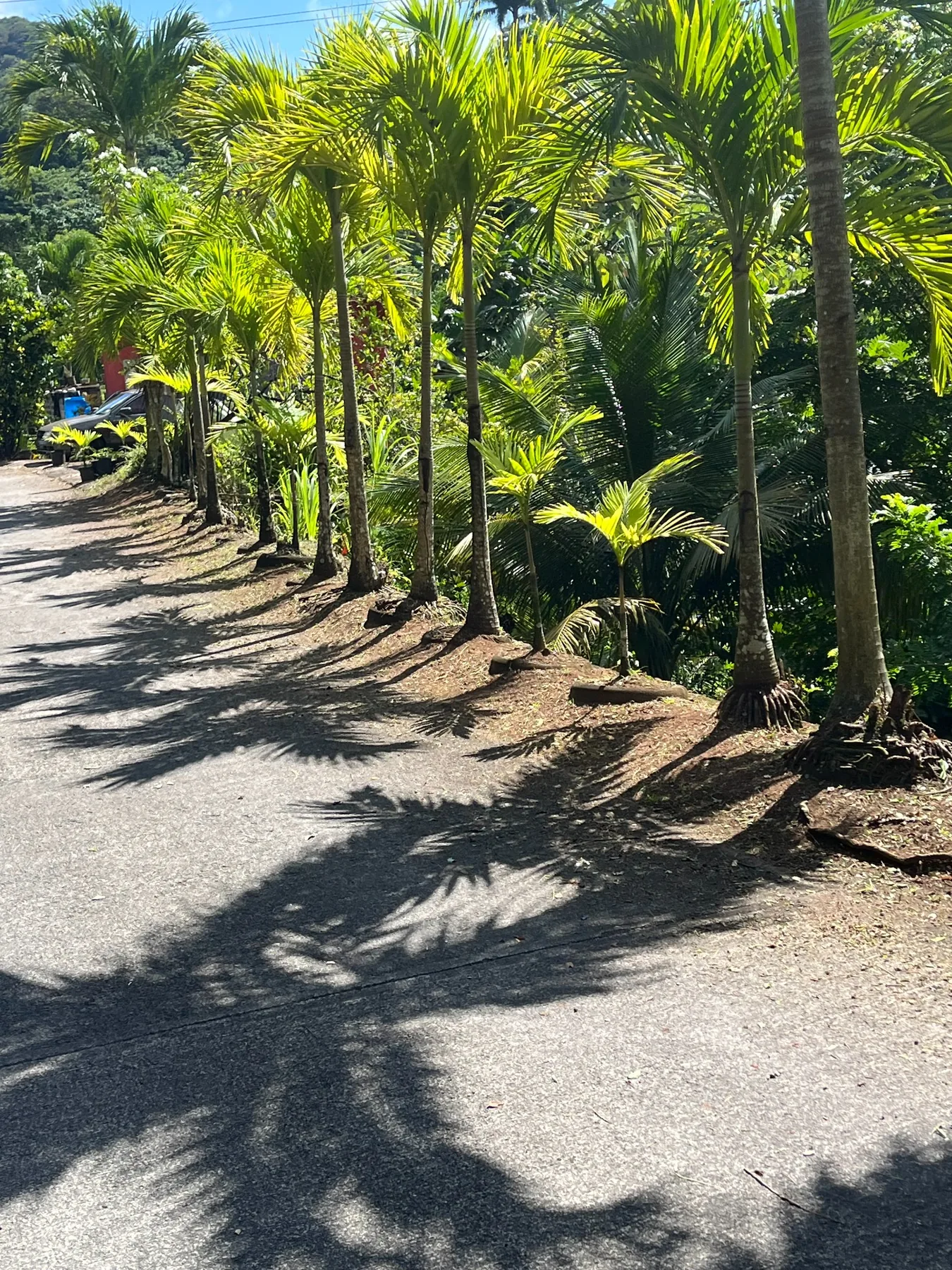 Palm & Landscape Care by TheHomeownerBoys
